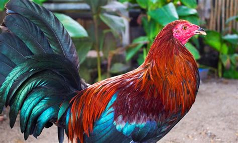 About Manok Na Pula .